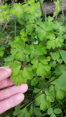 Aquilegia buergeriana
