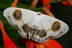 Problepsis superans superans