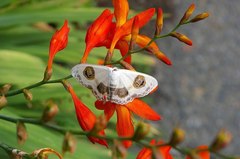 Problepsis superans superans