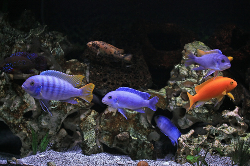 Jewel Cichlid