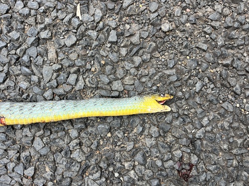 Common Tree Snake sighting