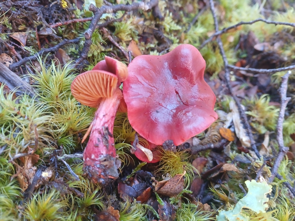 Cortinarius cardinalis · April 2025 · photo: © claire_grace83 (iNaturalist, cc-by)