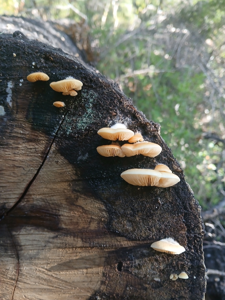 Crepidotus praecipuus · April 2025 · photo: © claire_grace83 (iNaturalist, cc-by)