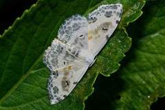 Scopula indicataria