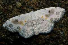Scopula indicataria