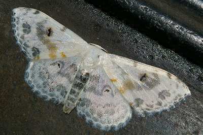 Scopula indicataria