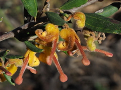 Grevillea chrysophaea