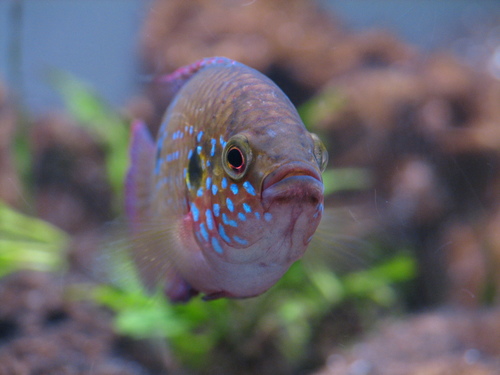 Jewel Cichlid