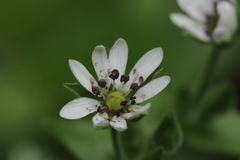 Microbotryum stellariae