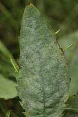 Podosphaera balsaminae