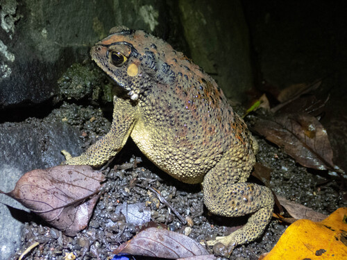 Duttaphrynus melanostictus