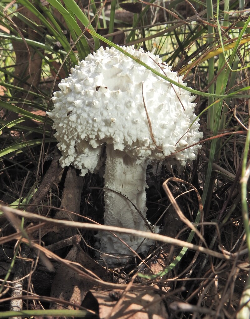 Amanita pyramidifera · April 2025 · photo: © scottwgavins (iNaturalist, cc-by)