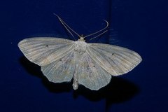 Scopula confusa