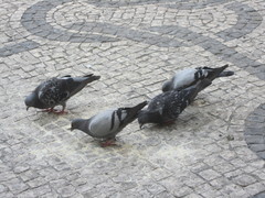 Columba livia domestica