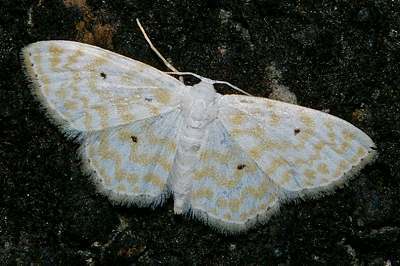Scopula confusa