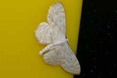 Scopula confusa