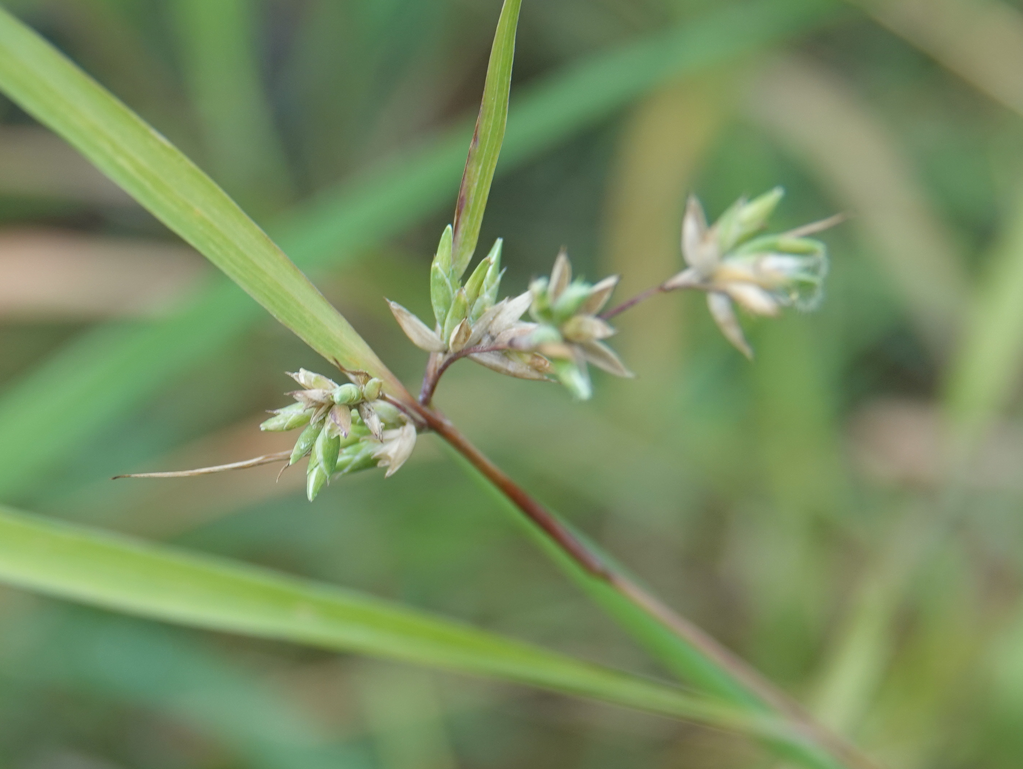 Apluda