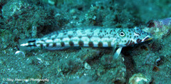 Parapercis clathrata