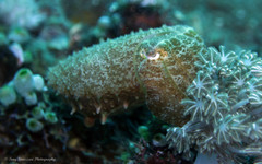 Sepia bandensis