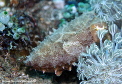 Sepia bandensis