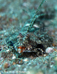 Dactylopus kuiteri