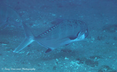 Carangichthys dinema