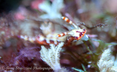 Hypselodoris maculosa