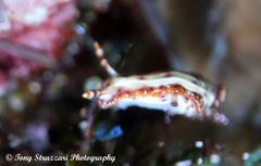Hypselodoris maculosa