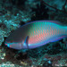 Whitespot Parrotfish - Photo (c) Tony Strazzari, some rights reserved (CC BY-NC), uploaded by Tony Strazzari