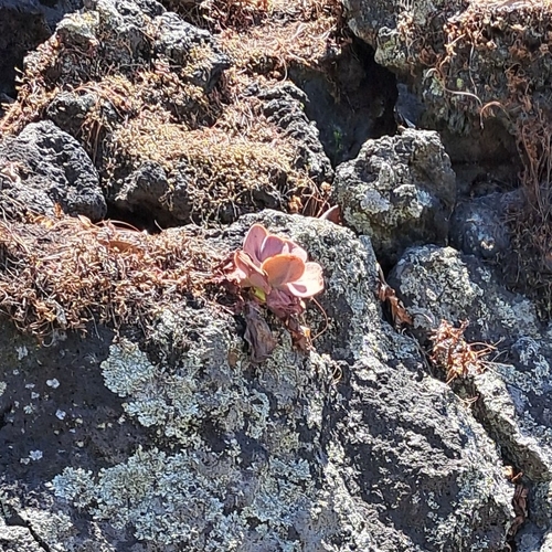 Image of Echeveria gibbiflora by (c) Ricardo Betancourt Sánchez, some rights reserved (CC BY)