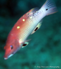 Bodianus dictynna