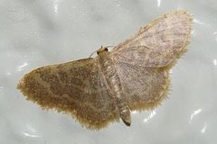 Idaea remissa