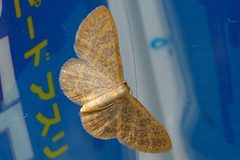 Idaea remissa