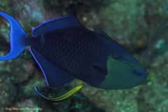 Labroides pectoralis