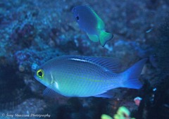 Pomacentrus nigromarginatus