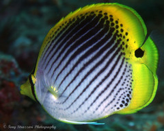 Chaetodon ocellicaudus