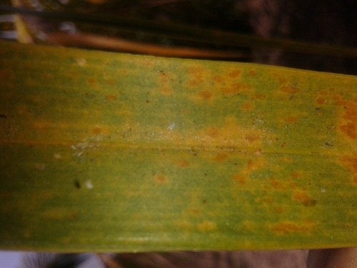 Red Palm Mite