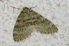 Trichopterigia consobrinaria