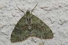 Trichopterigia consobrinaria