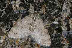 Trichopterigia consobrinaria