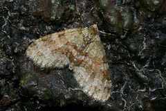 Trichopterigia consobrinaria