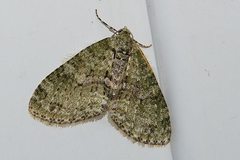 Trichopterigia consobrinaria