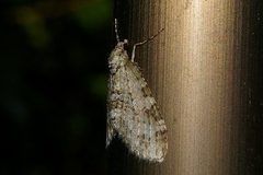 Trichopterigia consobrinaria