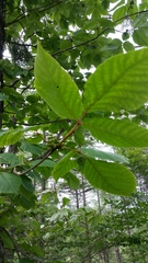 Toxicodendron orientale