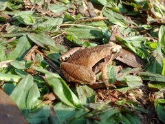 Microhyla achatina