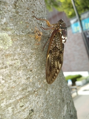 Graptopsaltria nigrofuscata