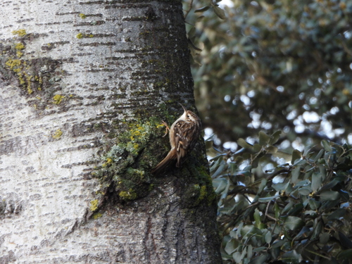 Agateador europeo (Certhia brachydactyla)