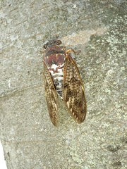 Graptopsaltria nigrofuscata