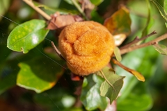 Disholcaspis spongiosa