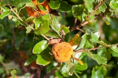 Disholcaspis spongiosa